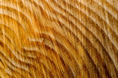 ağaç kütüğü doku