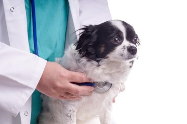 Veteriner ve köpek, Chihuahua