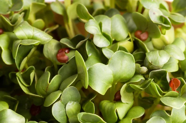 Summer Green Fresh Organic Cress — Stock Photo, Image