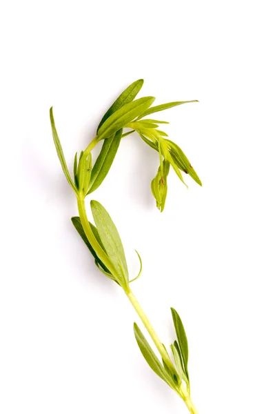 Травяной лист иссопа — стоковое фото