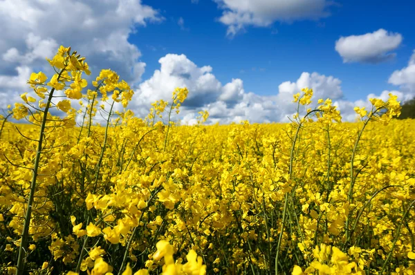 Raps fält — Stockfoto