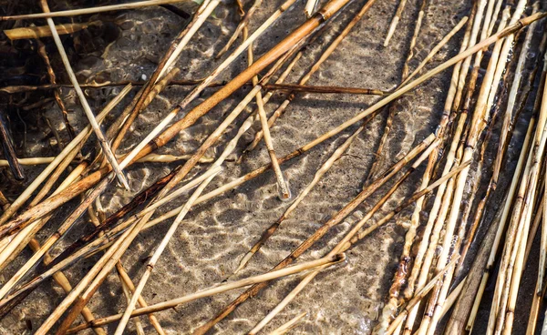 在浅水处的芦苇 — 图库照片