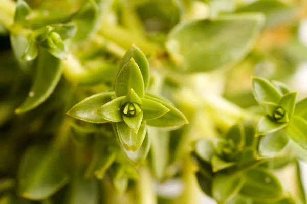 Πράσινη θάλασσα Sandwort βότανο — Φωτογραφία Αρχείου