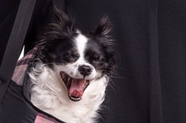  siyah ve beyaz aksesuarlar köpek chihuahua