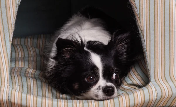 Accessories dog  Black and White chihuahua — Stock Photo, Image