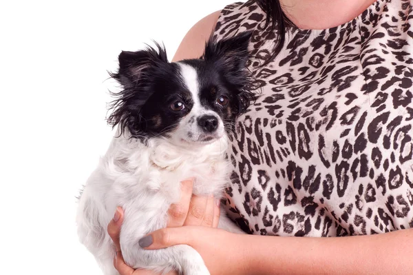 Black and white accessories dog chihuahua with her owner — Stock Photo, Image