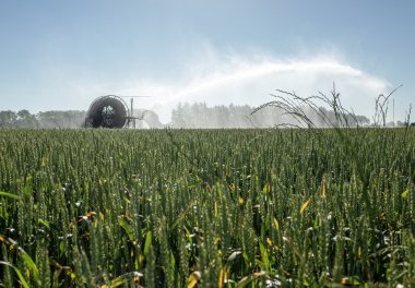 Sulama alanı suluyor.