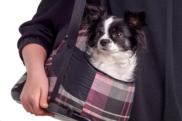 Svarta och vita tillbehör hund chihuahua — Stockfoto