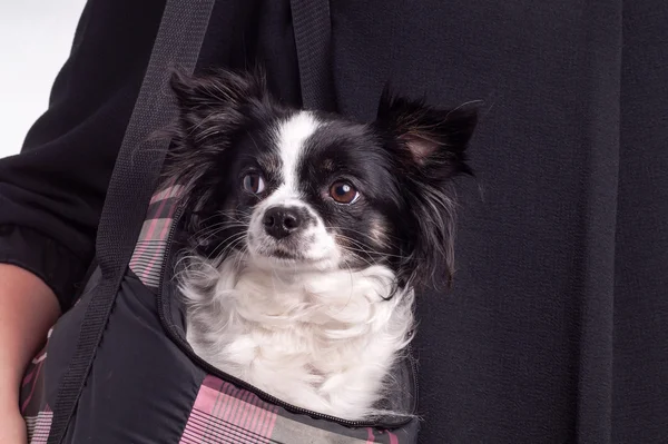 Black and white accessories dog chihuahua — Stock Photo, Image