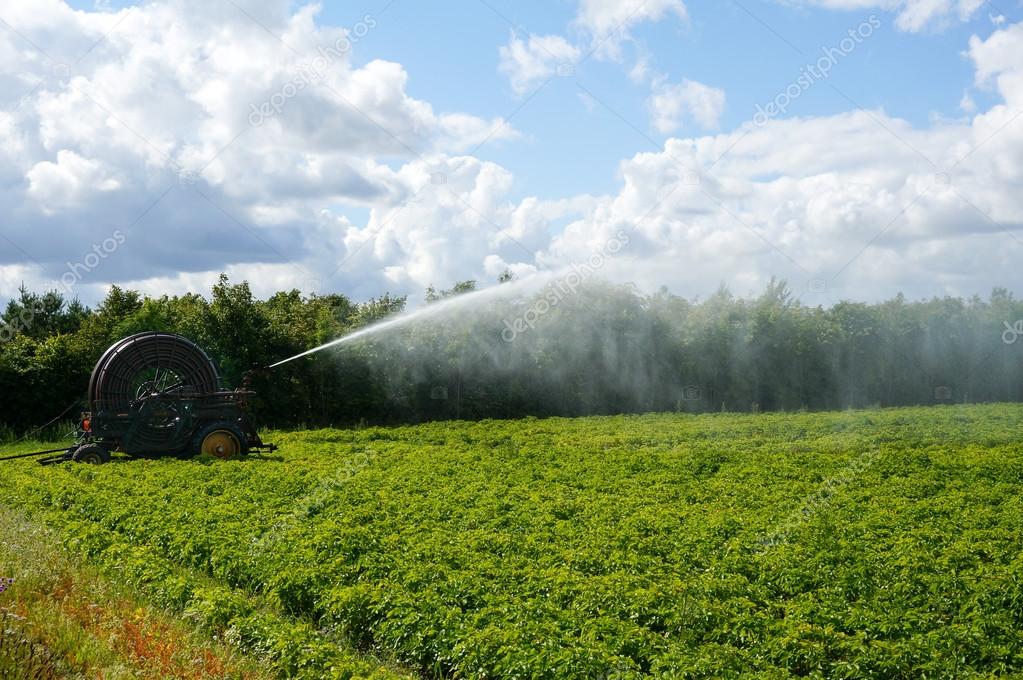 Irrigation pivot watering the Fields