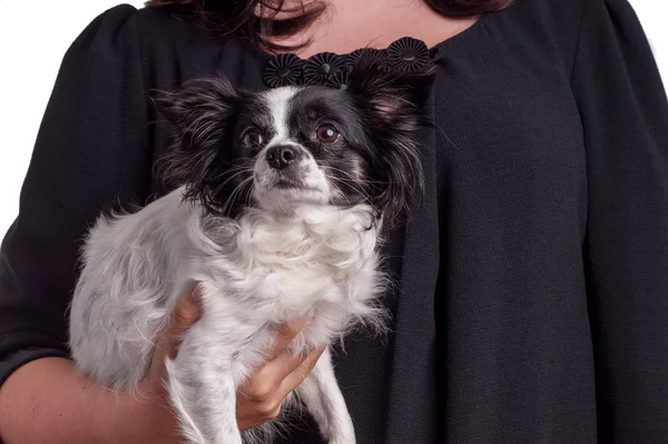 Zwart-wit accessoires hond chihuahua met haar eigenaar — Stockfoto