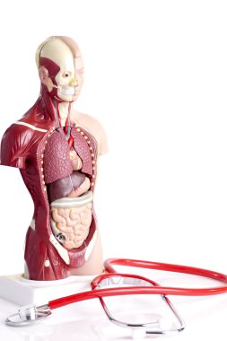 İnsan anatomisi modeli ve stetoskop