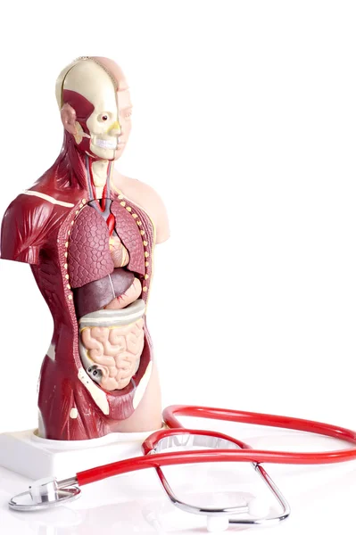 Human anatomy model and stethoscope — Stock Photo, Image