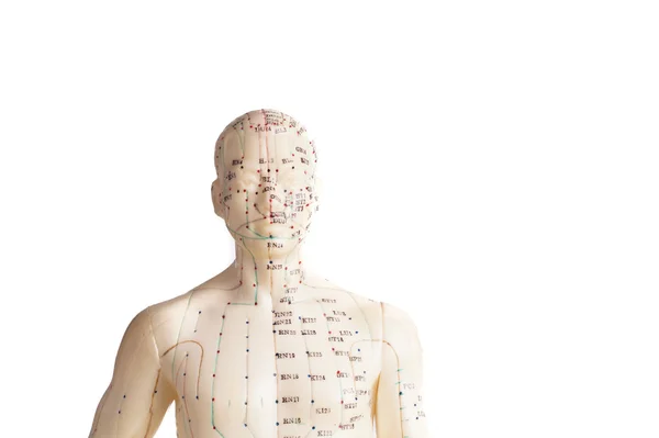 Modelo de acupuntura humana Fotos de stock libres de derechos