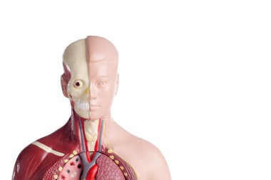 insan anatomisi modeli