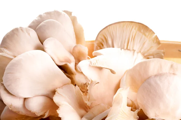 Mushrooms — Stock Photo, Image