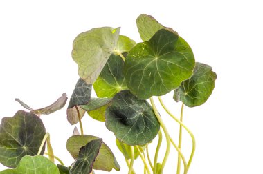 yenilebilir Tropaeolum majus bırakır, nasturtium yaprak