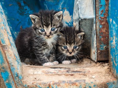 iki sevimli yavru kedi