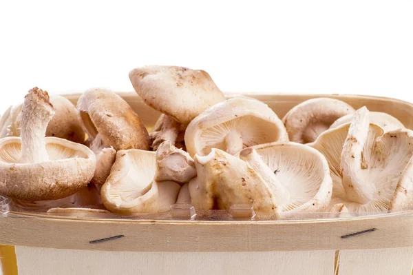 Setas shiitake — Foto de Stock