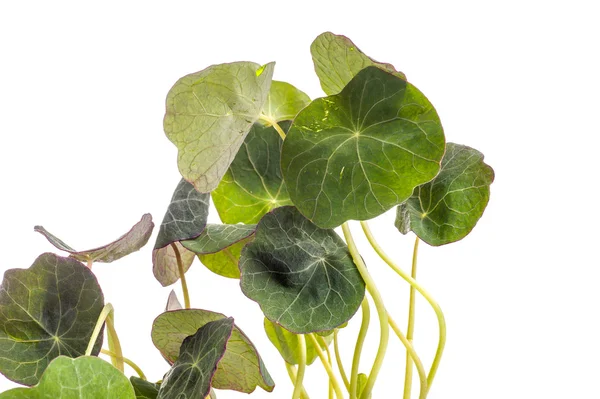 Folhas comestíveis de Tropaeolum majus, folha de nastúrcio — Fotografia de Stock