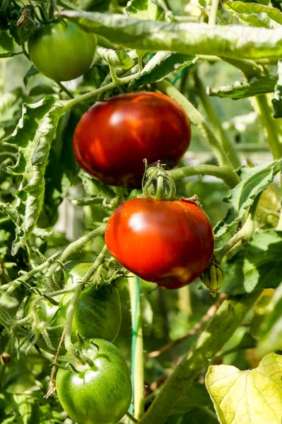 Tomaten auf Pflanze — Stockfoto