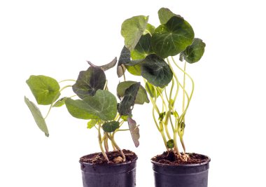 yenilebilir Tropaeolum majus bırakır, nasturtium yaprak