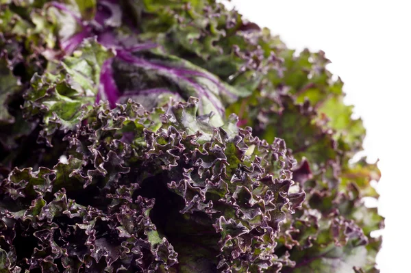 Red kale — Stock Image Red kale Royalty Free Stock Images