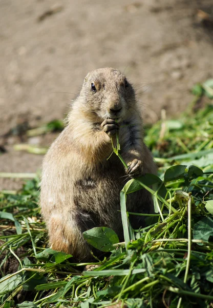 Prairie hond eten — Stockfoto