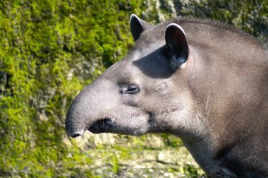 Tapir başkanı