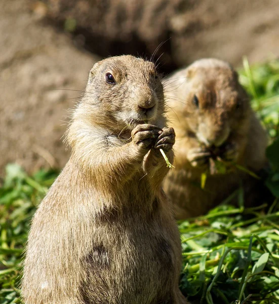 Prairie dog eating — Stock Photo, Image