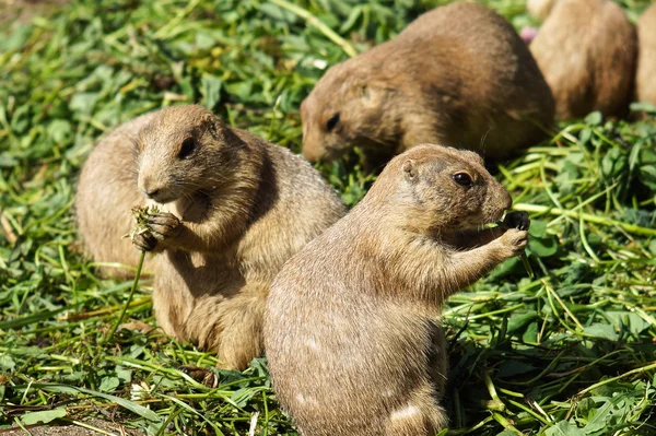 Pradera perro comer — Foto de Stock