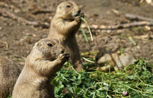 Prairie hond eten — Stockfoto