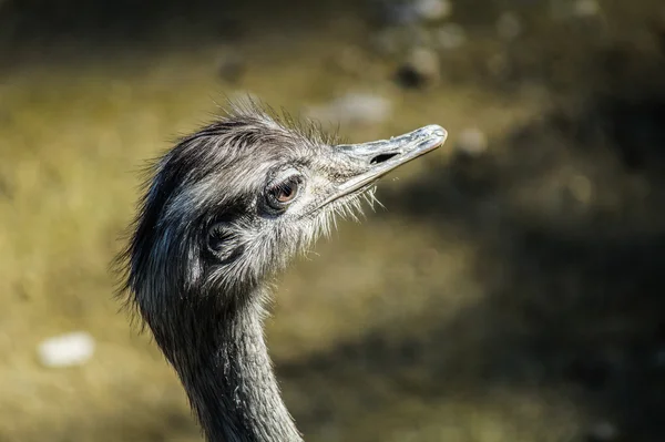 Ostrich Head looking — Stock Photo, Image