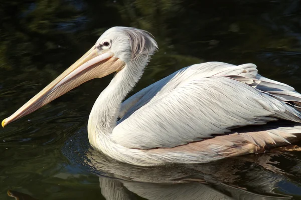 Roze back pelikaan — Stockfoto