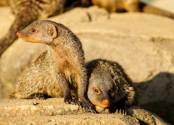 Zakázané Mongoose na slunci — Stock fotografie