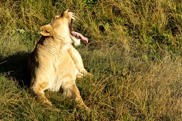 Leonessa ringhiando al sole del mattino — Foto Stock