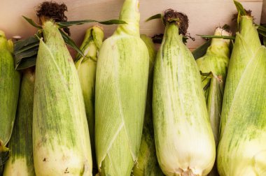 Mısır koçanı, işaretlenmiş çiftçiler için hazır