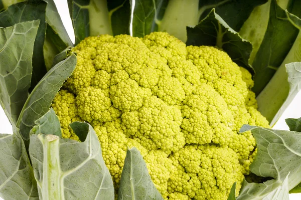 Green organic Cauliflower head — Stock Photo, Image