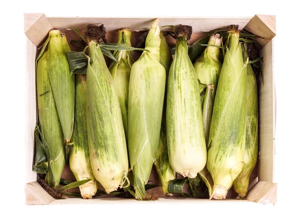 Maïskolf, klaar voor de boeren gemarkeerd — Stockfoto