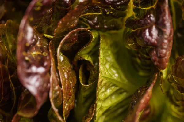 Röd ekologisk sallad — Stockfoto