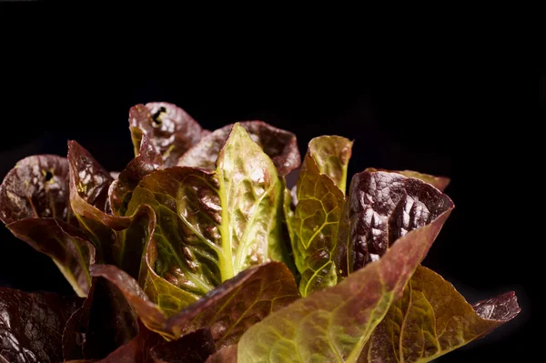 Röd ekologisk sallad — Stockfoto