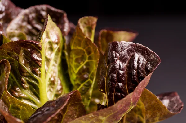 Красный органический салат — стоковое фото