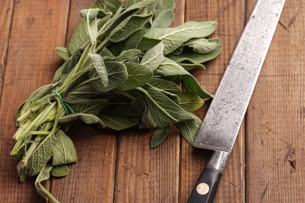 Fresh Sage Bundle — Stock Photo, Image