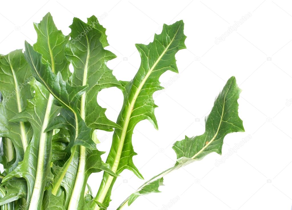 edible dandelion leaves , lettuce