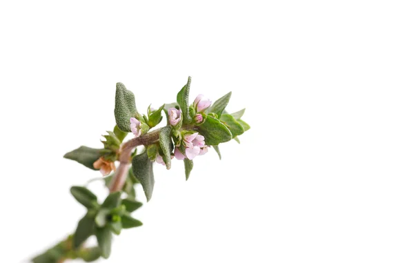 Fresh Thyme Leaves — Stock Photo, Image