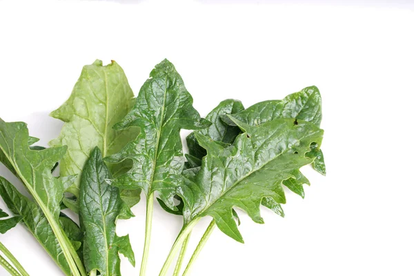 Edible dandelion leaves , lettuce — Stock Photo, Image
