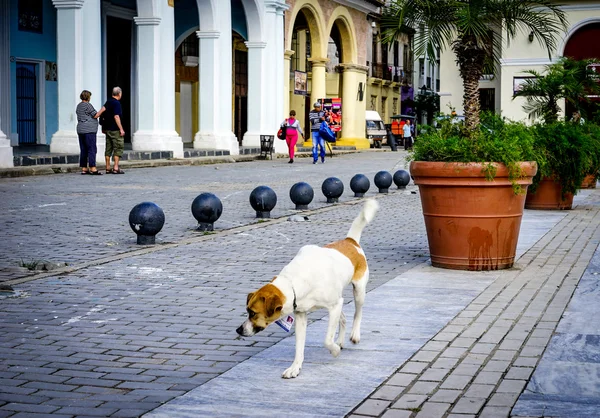 Hund promenader på gatan — Stockfoto