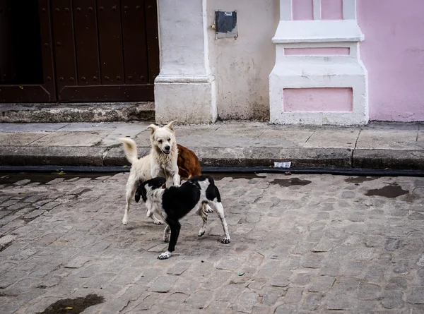 Brincando com cães na rua — Fotografia de Stock