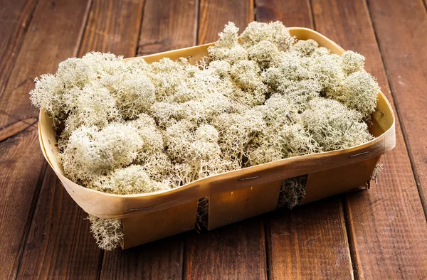 White reindeer Moss — Stock Photo, Image