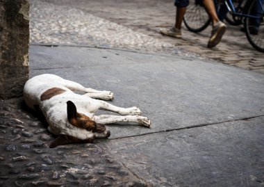 sokak köpeği uyku